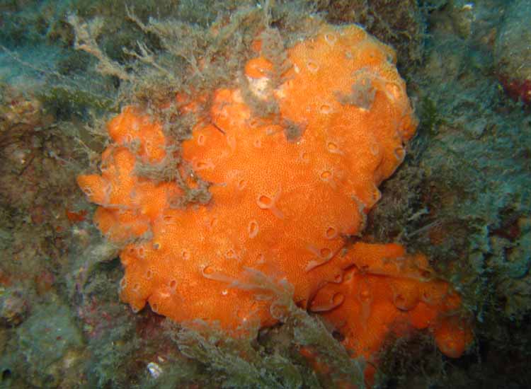 Ascidia coloniale Polysyncraton lacazei